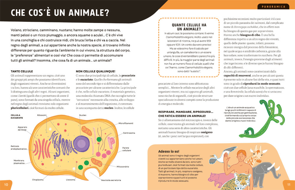 interno Animali