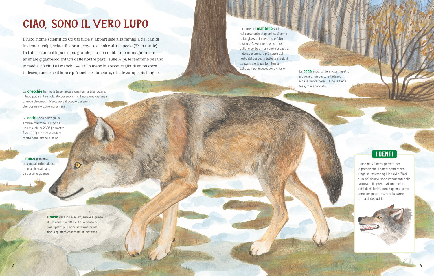 interno I lupi delle Alpi