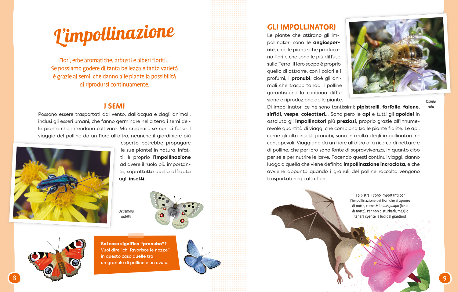 interno Api e fiori