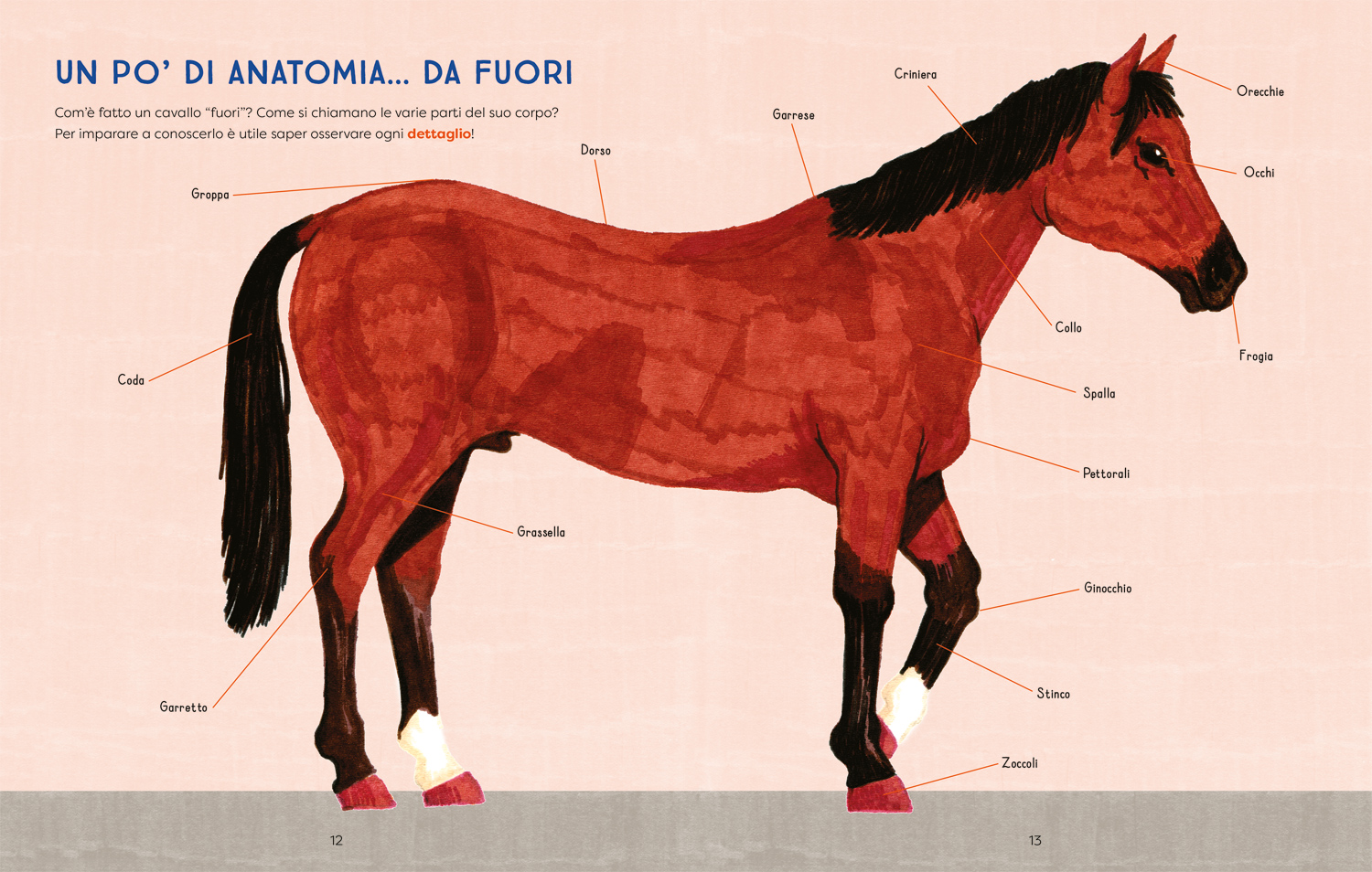 interno Al galoppo! Il libro illustrato dei cavalli