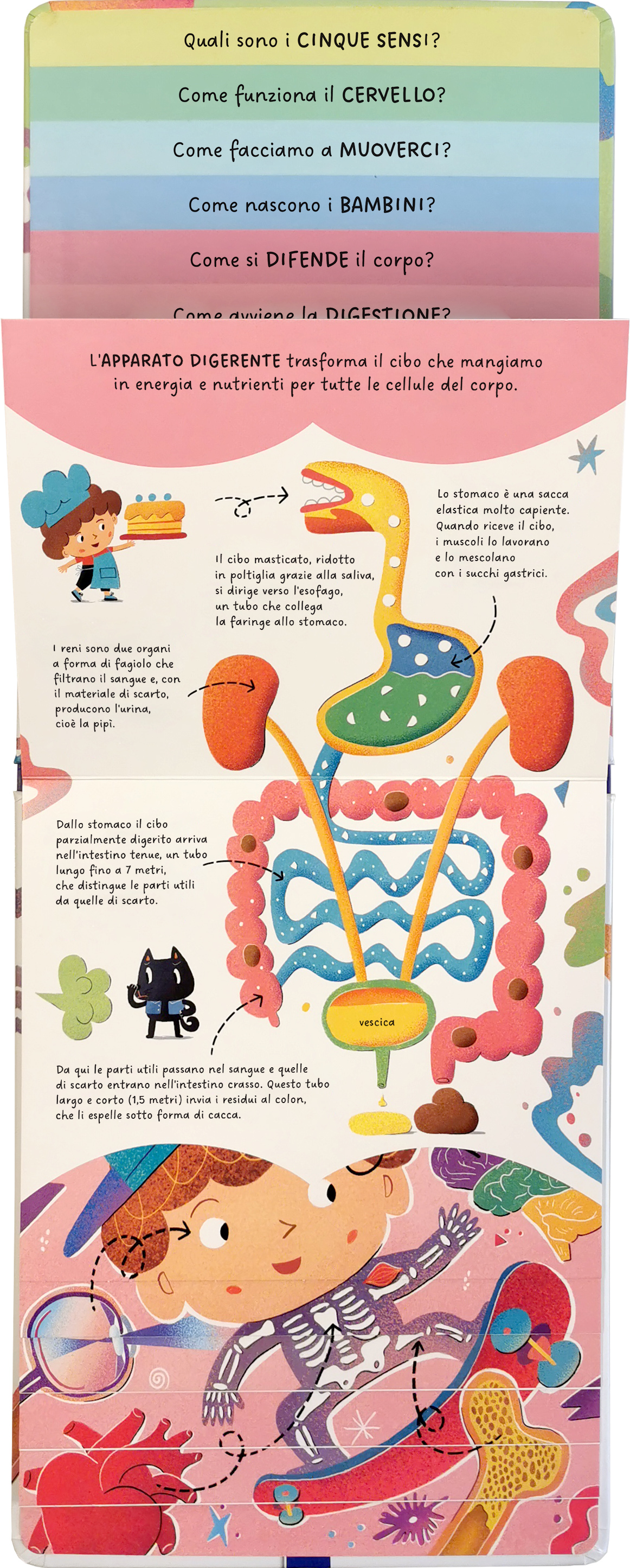 interno Scopri di più – Corpo umano