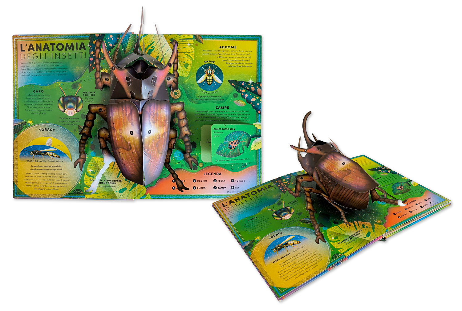 interno L’incredibile pop-up degli insetti e altri invertebrati