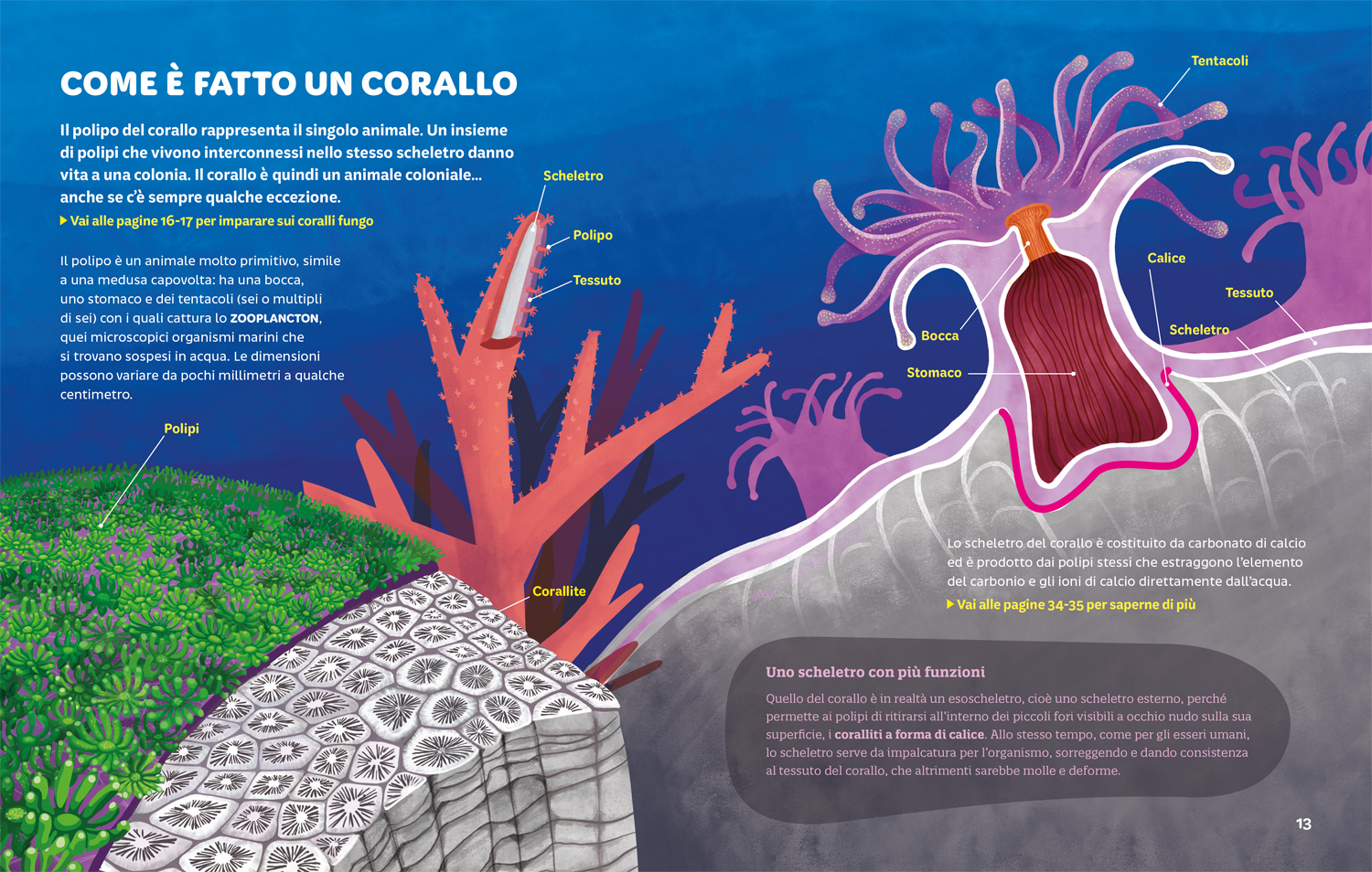 interno Le foreste coralline