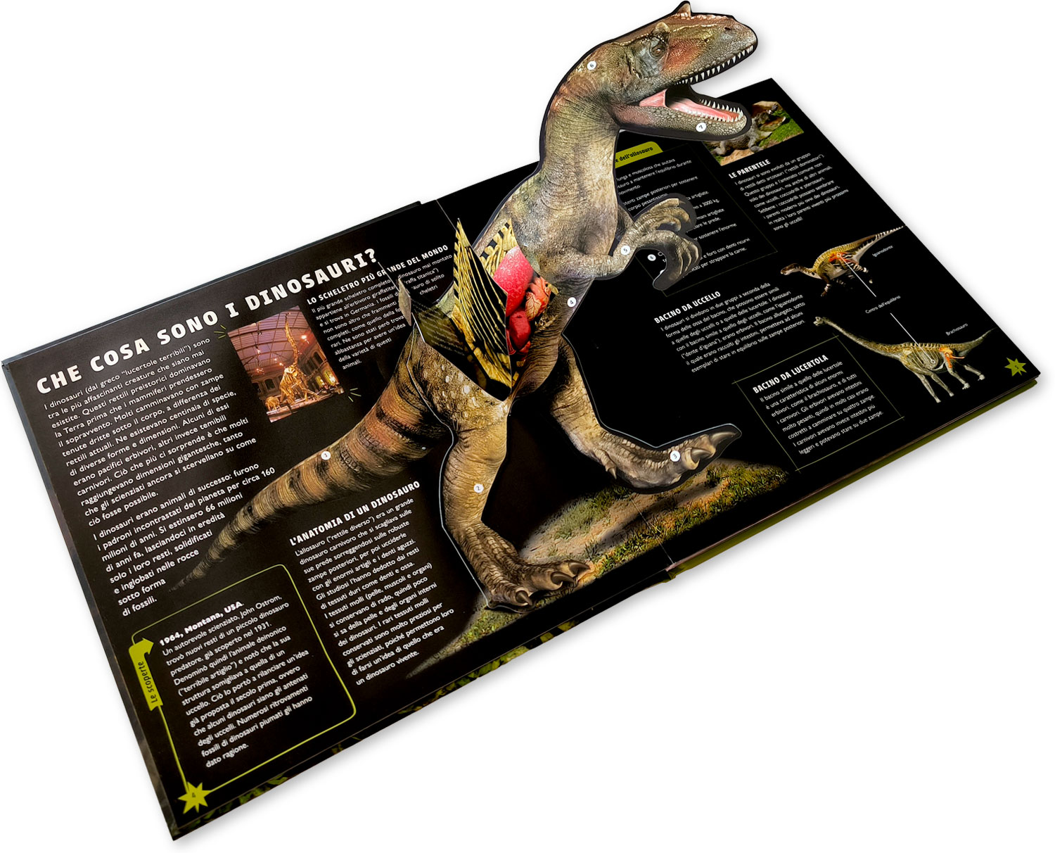 interno Viaggio nel mondo dei dinosauri