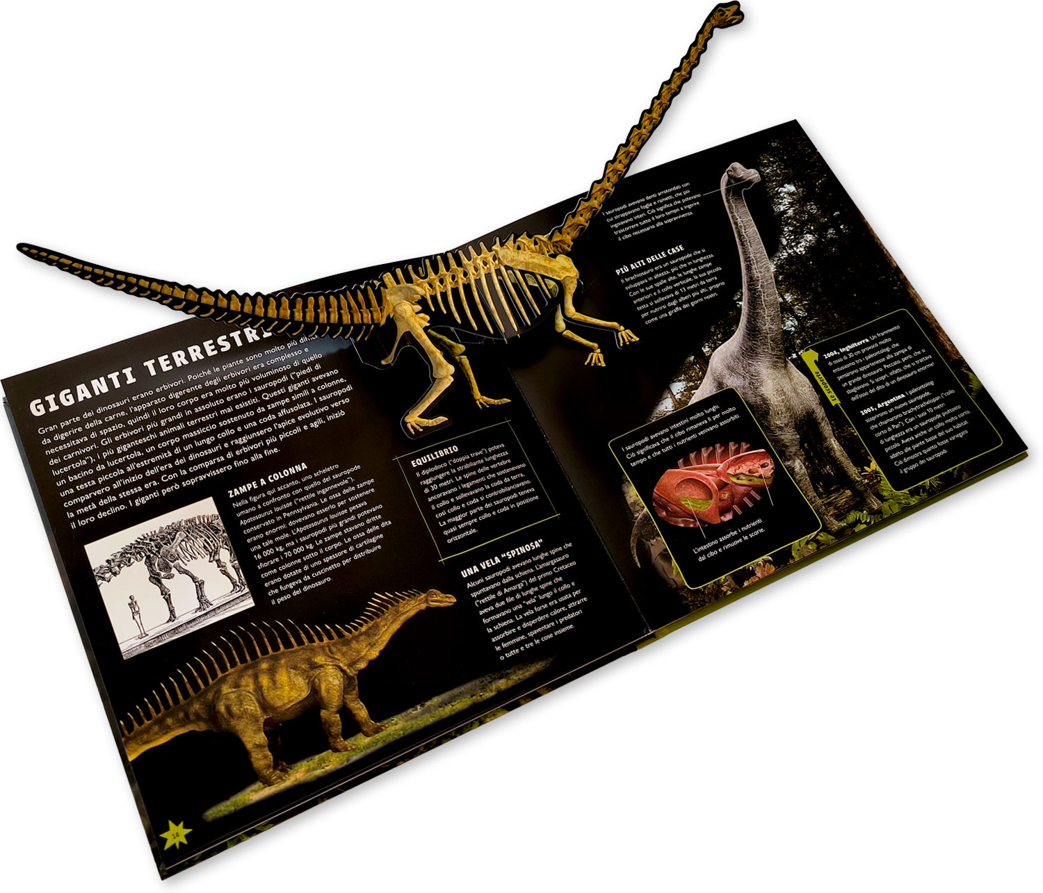 interno Viaggio nel mondo dei dinosauri