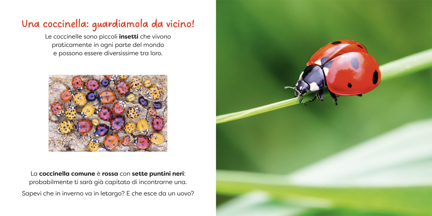 interno Coccinella