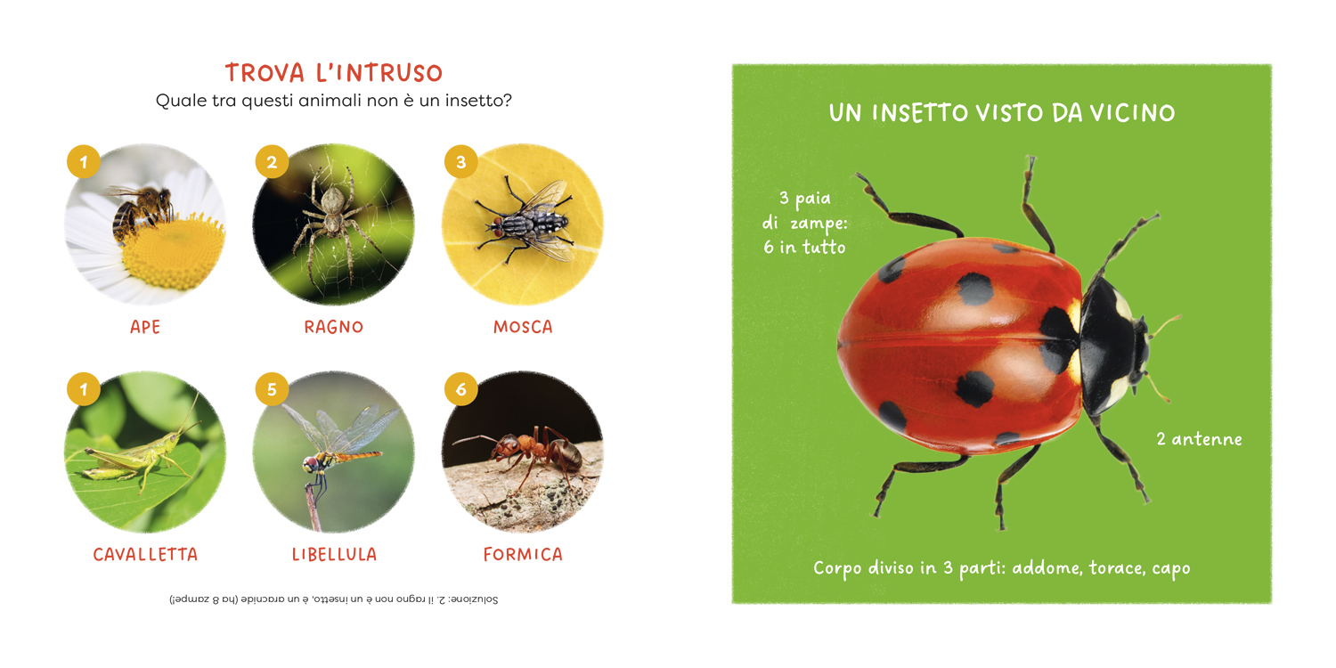 interno Coccinella