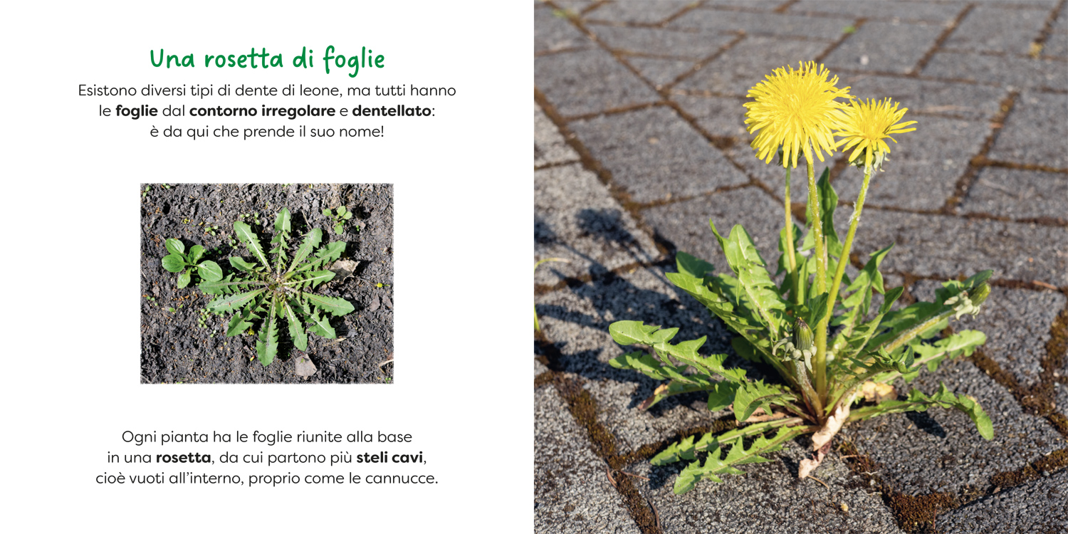interno Dente di leone