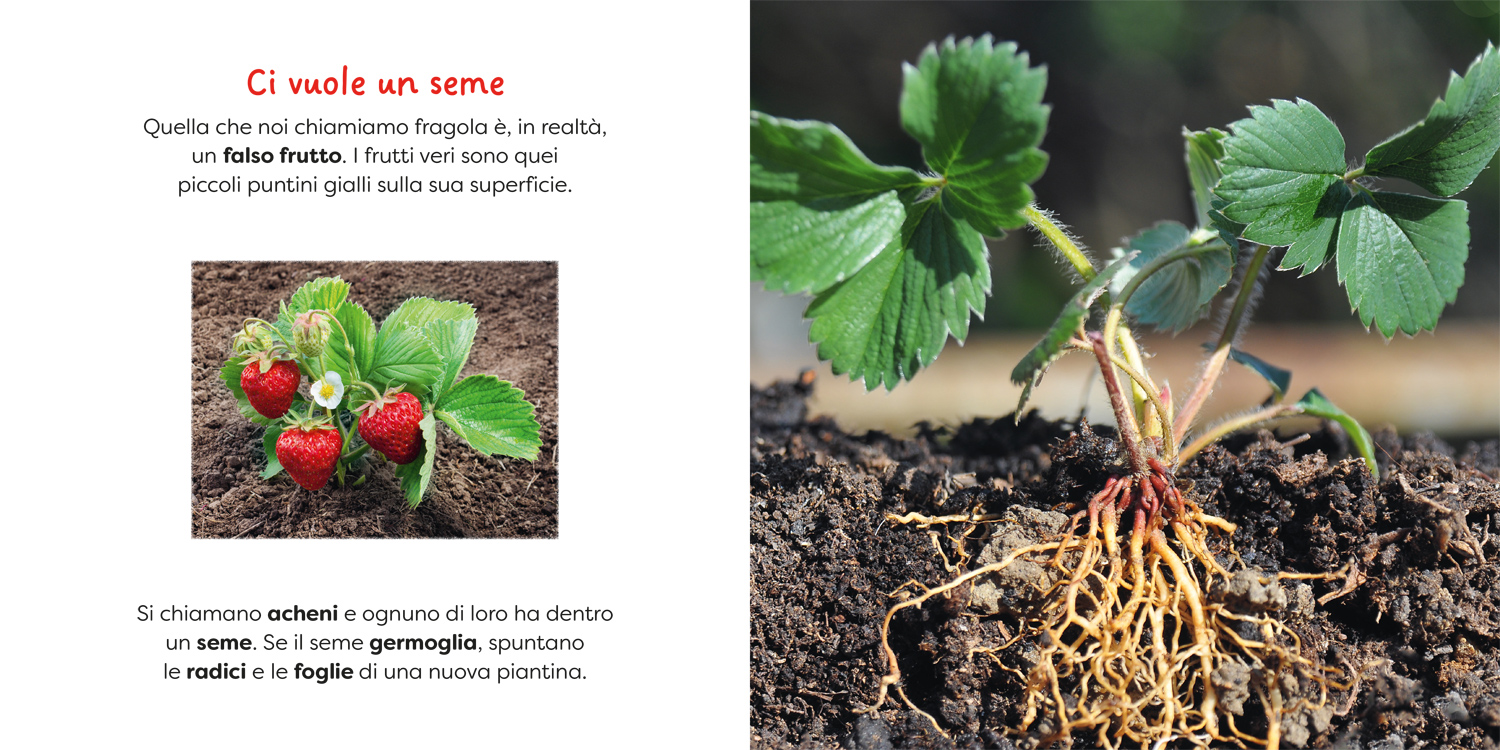 interno Fragola