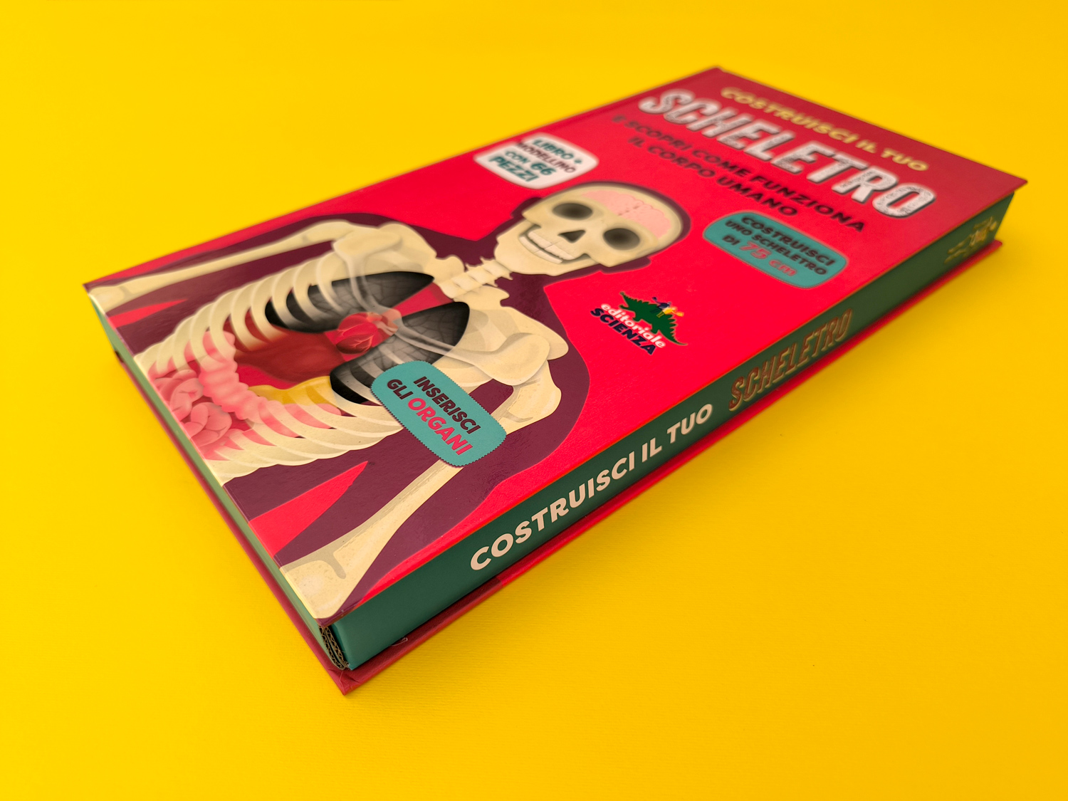 interno Costruisci il tuo scheletro