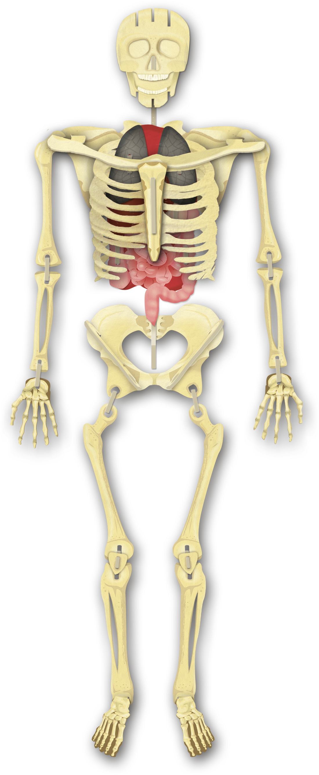 interno Costruisci il tuo scheletro