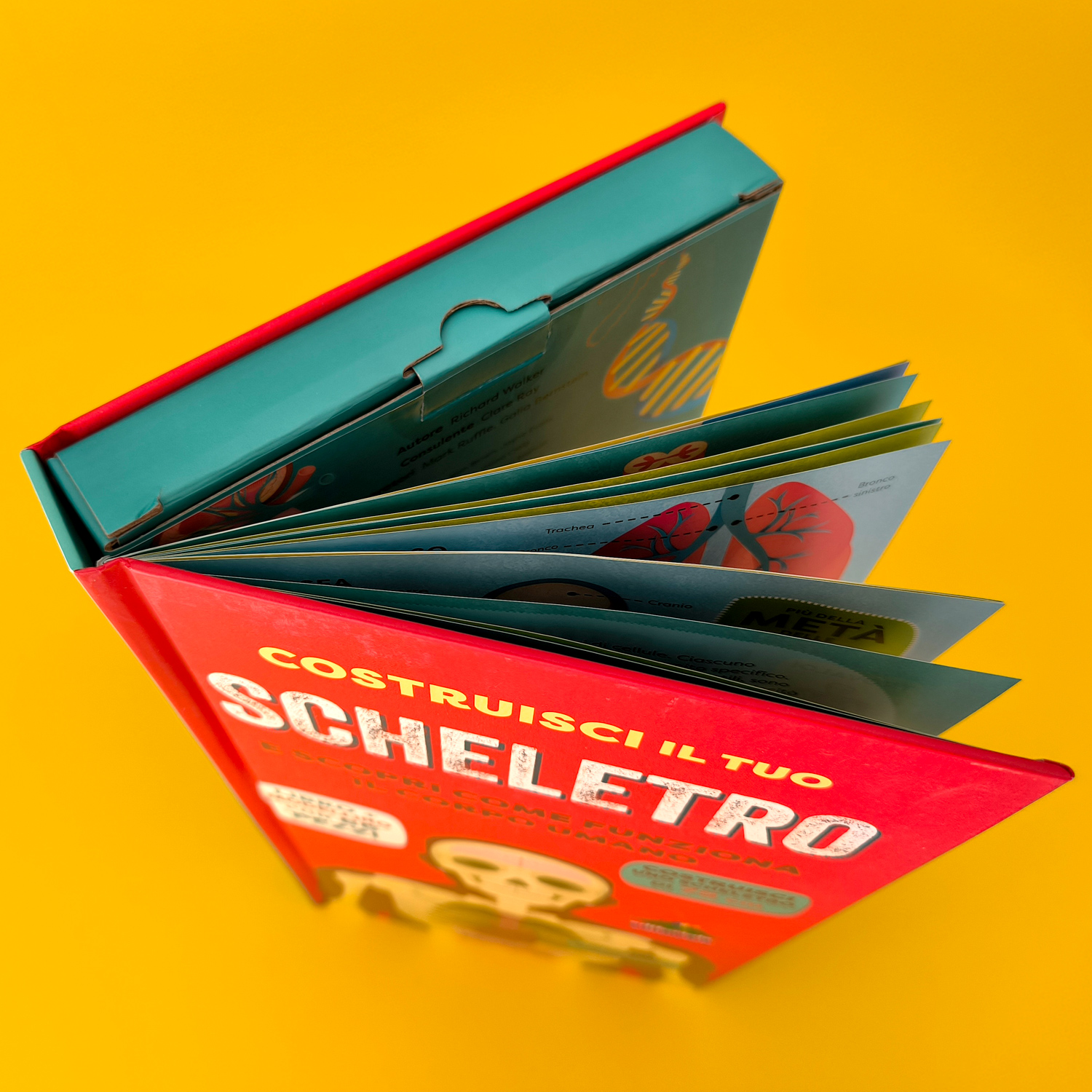 interno Costruisci il tuo scheletro