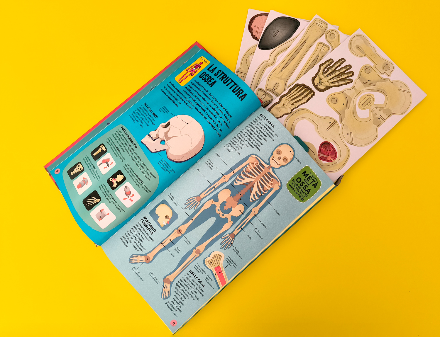 interno Costruisci il tuo scheletro