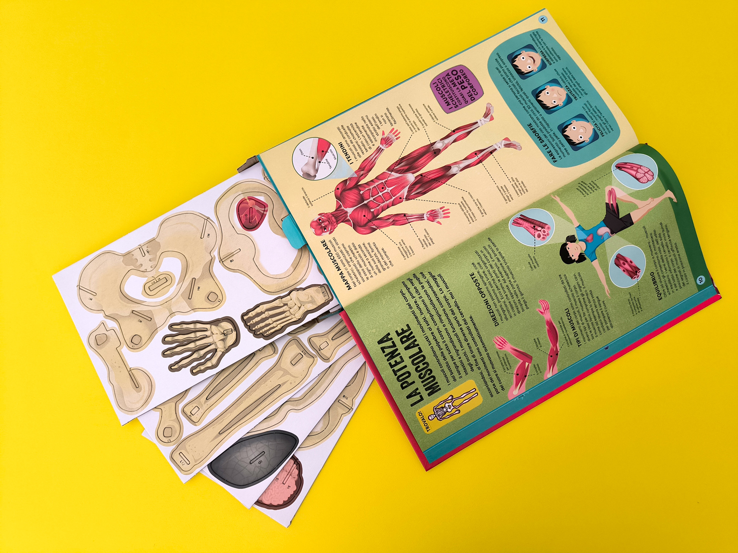 interno Costruisci il tuo scheletro