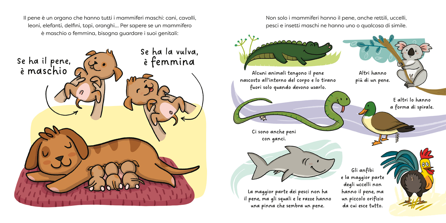 interno Pisellino? Si chiama pene!