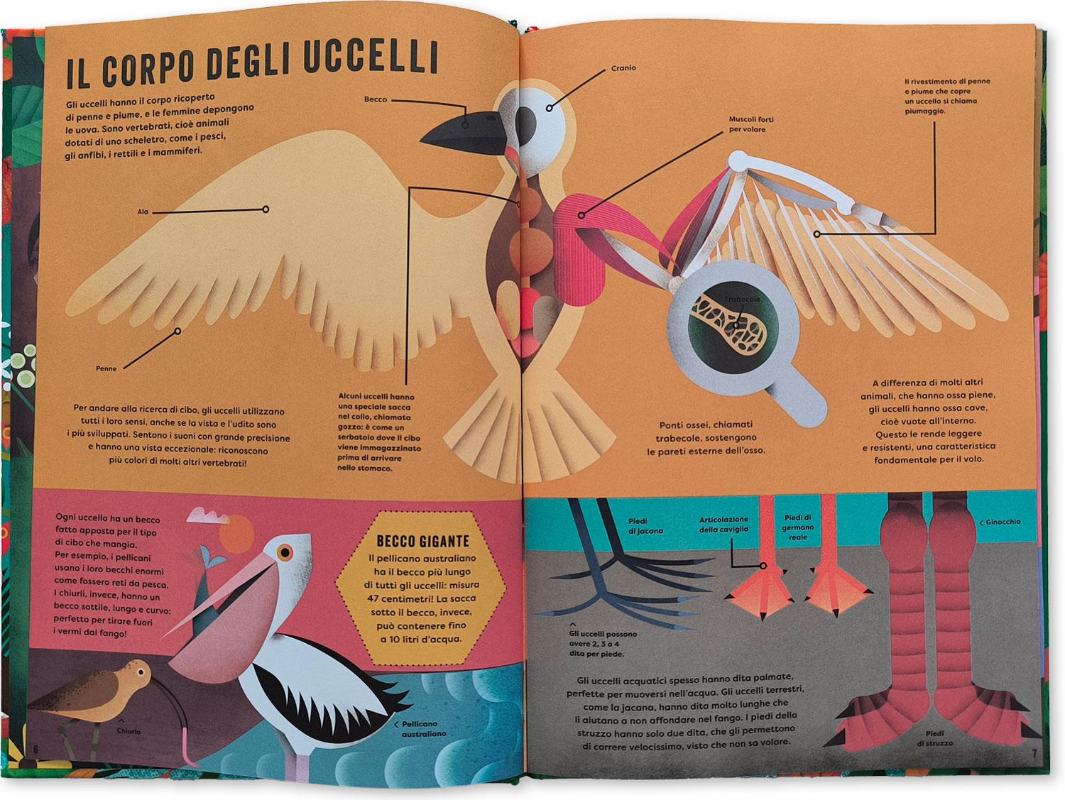 interno Il mio libro degli uccelli