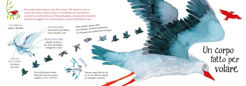 interno Ti presento la mia famiglia - Gli uccelli