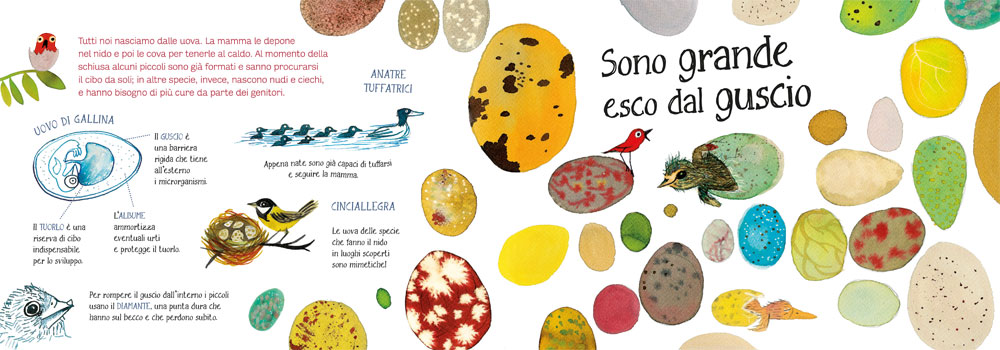 interno Ti presento la mia famiglia - Gli uccelli