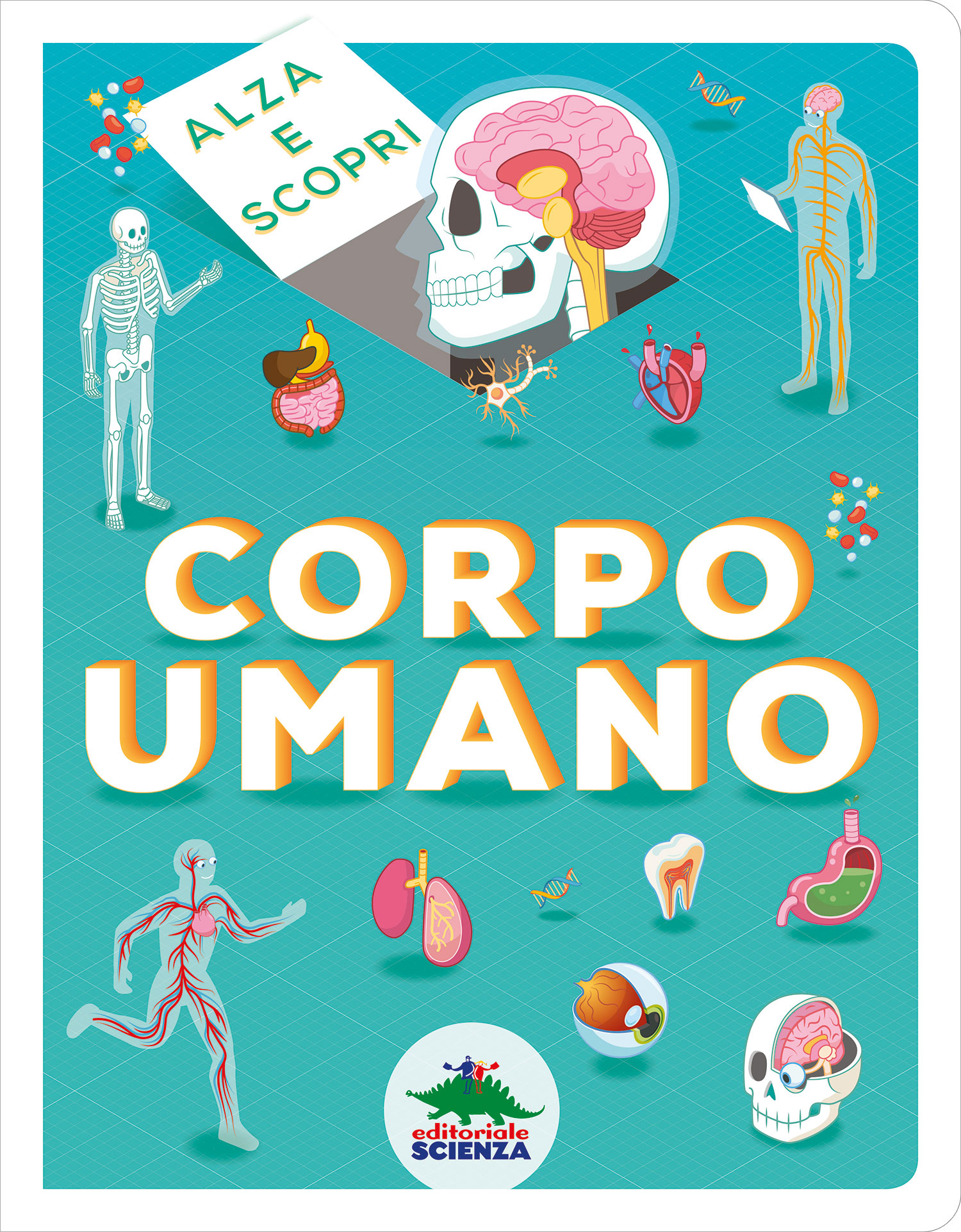 Alza e scopri – Corpo umano