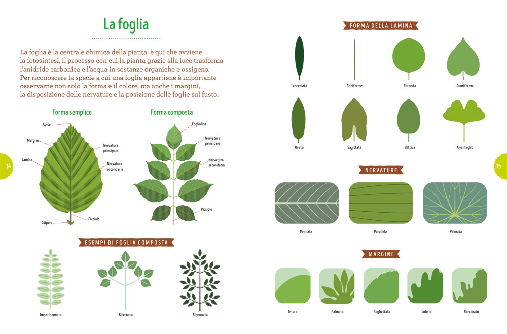 interno Tra foglie e fogli